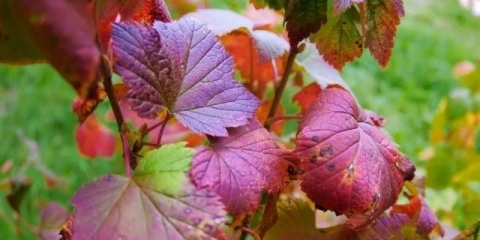 Prerada ribizle u jesen od štetočina i bolesti